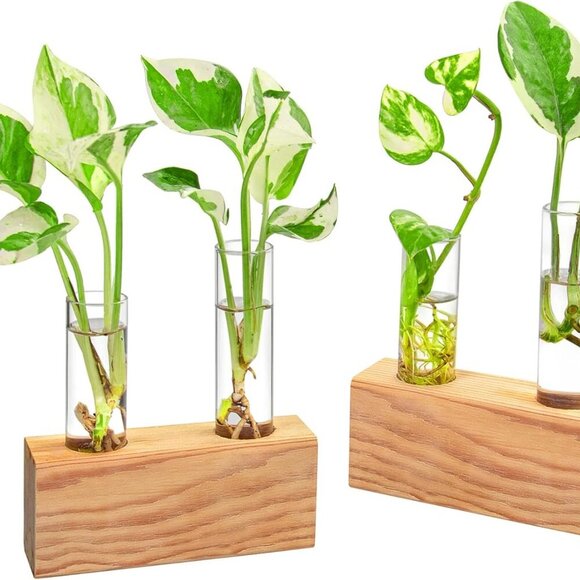 Ivolador Plant Propagation Station 4 Test Tube Plants Terrariums in Wooden Stand - Picture 1 of 9